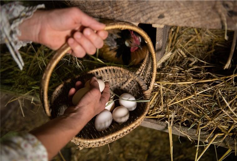 Vogelgrippe in der Butjadingen: Entlastung für Züchter in Sicht Ein Korb mit Vogeleiern.