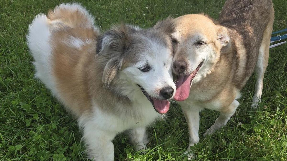 Hunde-Senioren Betty und Alegro suchen ein Zuhause fürs Leben 2 große, hellbraune und freundliche Hunde auf dem Rasen