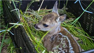 Bevor Landwirte zur Mahd aufs Grünland fahren, müssen sie dort versteckte Wildtiere aus der Gefsahrenzone bringen. (Archivfoto)