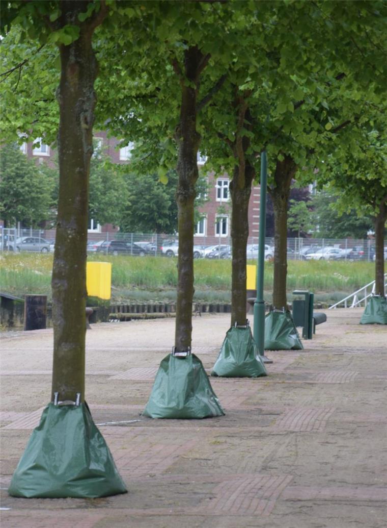 Darum bleiben die Säcke an Bäumen in Bremerhaven Bewässerungssäcke sollen den Bäumen in Bremerhaven helfen, trotz der langen Trockenheit zu überleben.