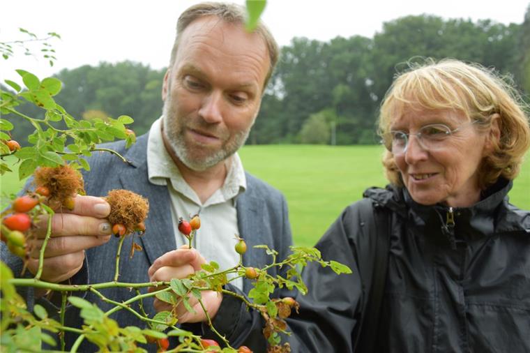 Gesundheitspark Speckenbüttel: Warum Bäume dort in Ruhe sterben dürfen Bewundern merkwürdige Nester, die sich an einer Hecken-Rose im Gesundheitspark Speckenbüttel gebildet haben: Thomas Reinicke, der technische Leiter des Gartenbauamtes, und Heike Wierhake-Kattner, die Vorsitzende des Nabu Bremerhaven-Wesermünde.