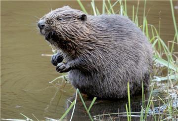 Ein Biber sitzt im Wasser.