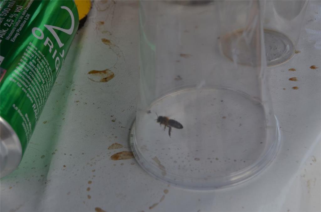 Biene Hildegard wurde später wieder freigelassen. Foto: Overschmidt
