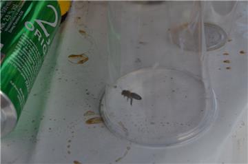 Biene Hildegard wurde später wieder freigelassen. Foto: Overschmidt