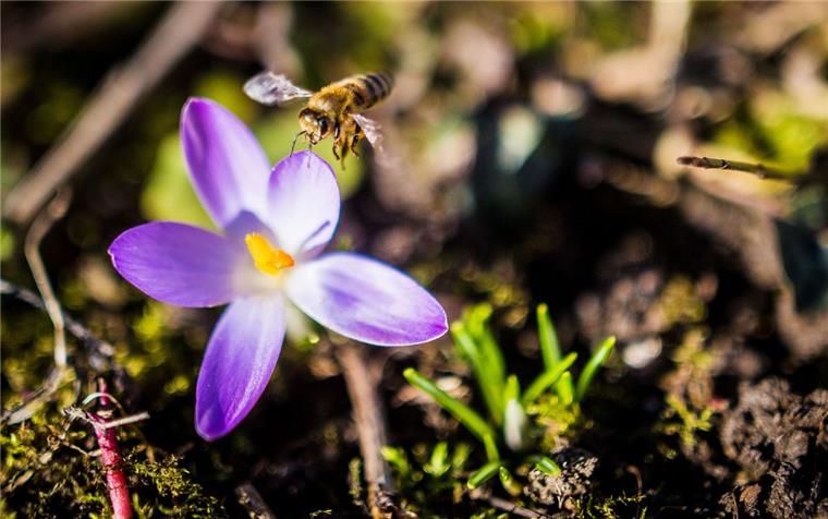 Heeslingen: Bienen stehen einen Tag lang im Mittelpunkt Bienen bestäuben fast 80 Prozent der Nutzpflanzen.