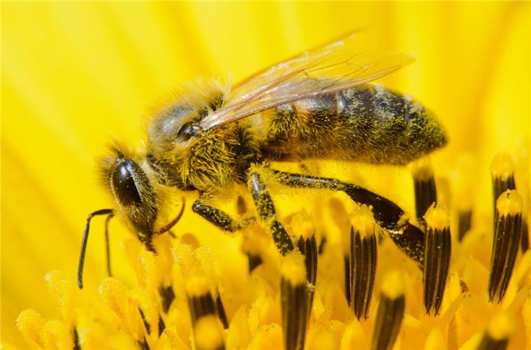 Die Stiftung Hafenbiene geht in Bremerhaven an den Start Bienen haben in Bremen einen Imker attackiert und getötet.