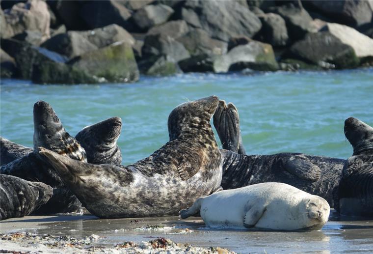Zelten mit Seehunden: Urlaub auf der Helgoländer Düne Seehunde