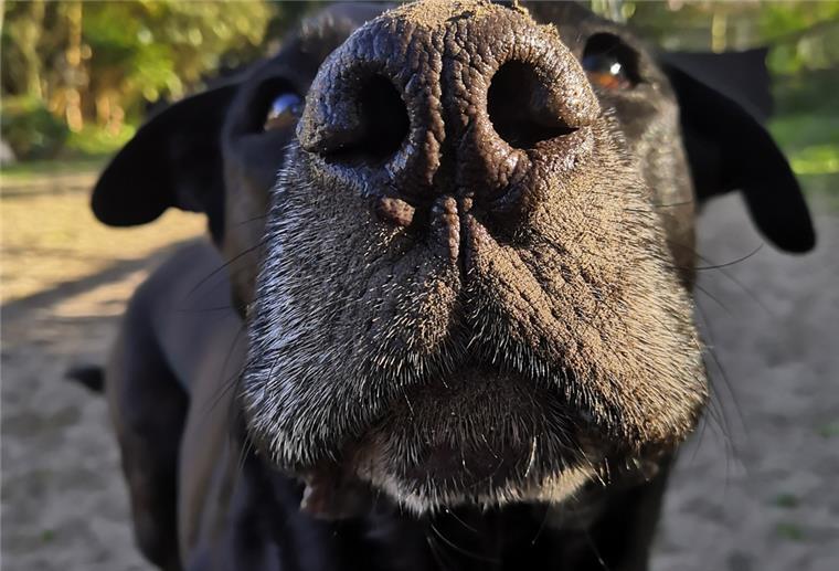 Hundeschnauze