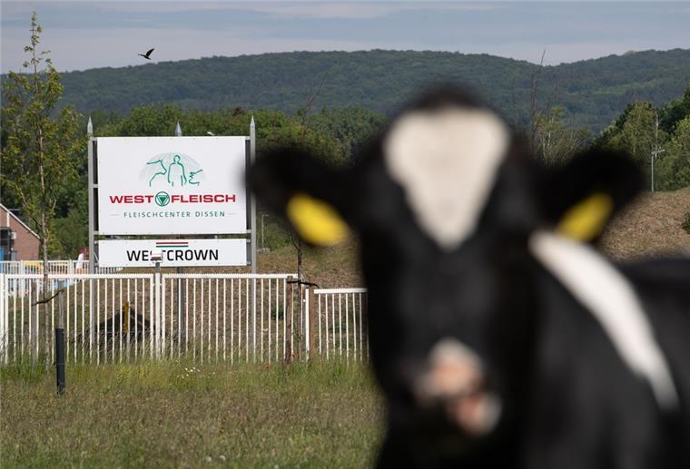 Tierschützer vergeben "Preis der Herzlosigkeit" an Westfleisch Eine Tafel weist auf den Betrieb von Westfleisch/Westcrown hin, neben dem auf einer Wiese eine Rind steht.