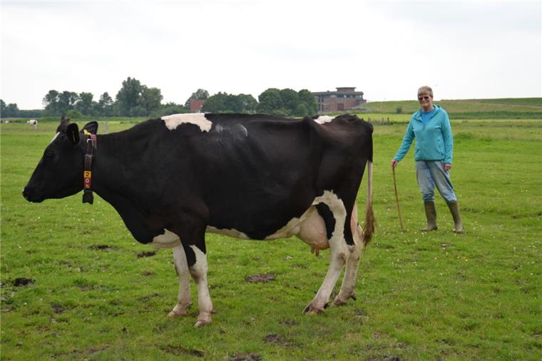 Weidemilch von glücklichen Kühen Weidemilch von glücklichen Kühen