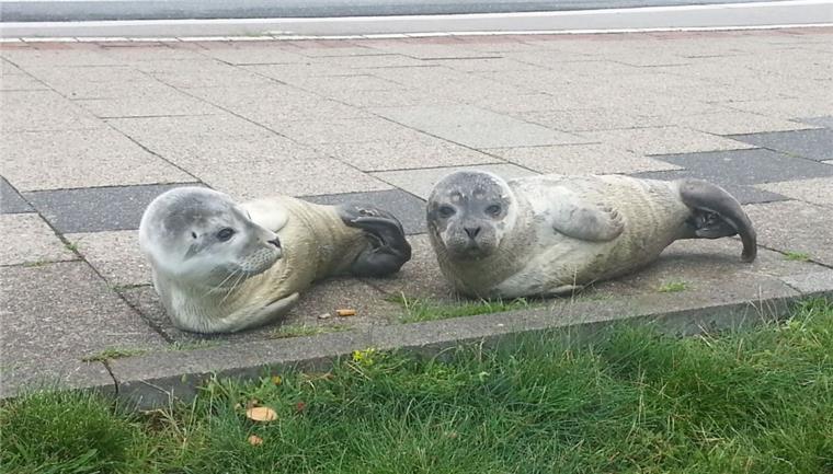 Seehunde hoppeln in Richtung Innenstadt