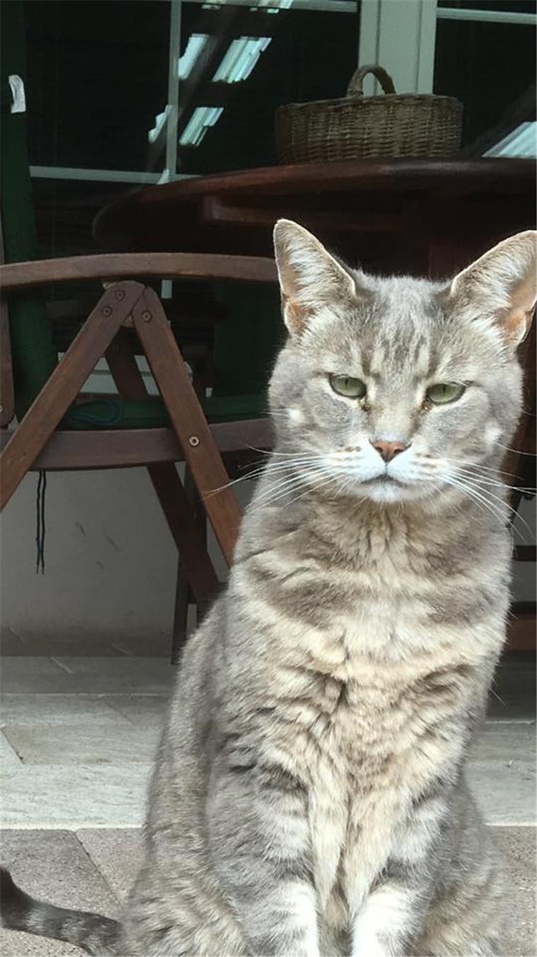 Kater "Linus" ringt mit dem Tod: Wulsdorf fahndet nach brutalem Tierquäler