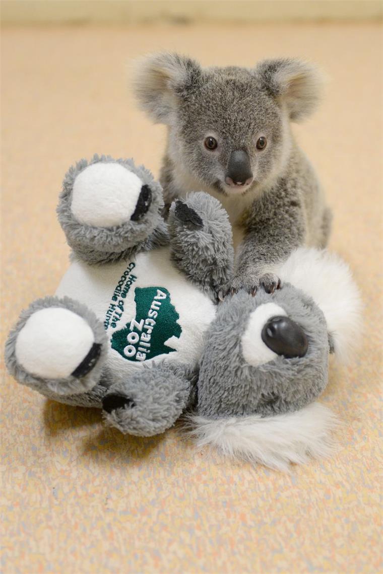Koala-Baby Shayne beansprucht einen Platz in unserem etwas anderen Jahresrückblick.