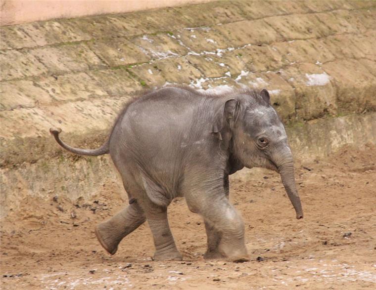Süß, klein, putzig: Freude über Tierbabys in den Zoos Süß, klein, putzig: Freude über Tierbabys in den Zoos