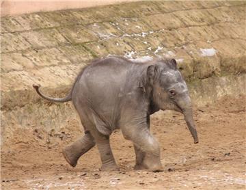 Süß, klein, putzig: Freude über Tierbabys in den Zoos