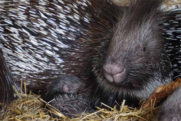 Süß, klein, putzig: Freude über Tierbabys in den Zoos Süß, klein, putzig: Freude über Tierbabys in den Zoos