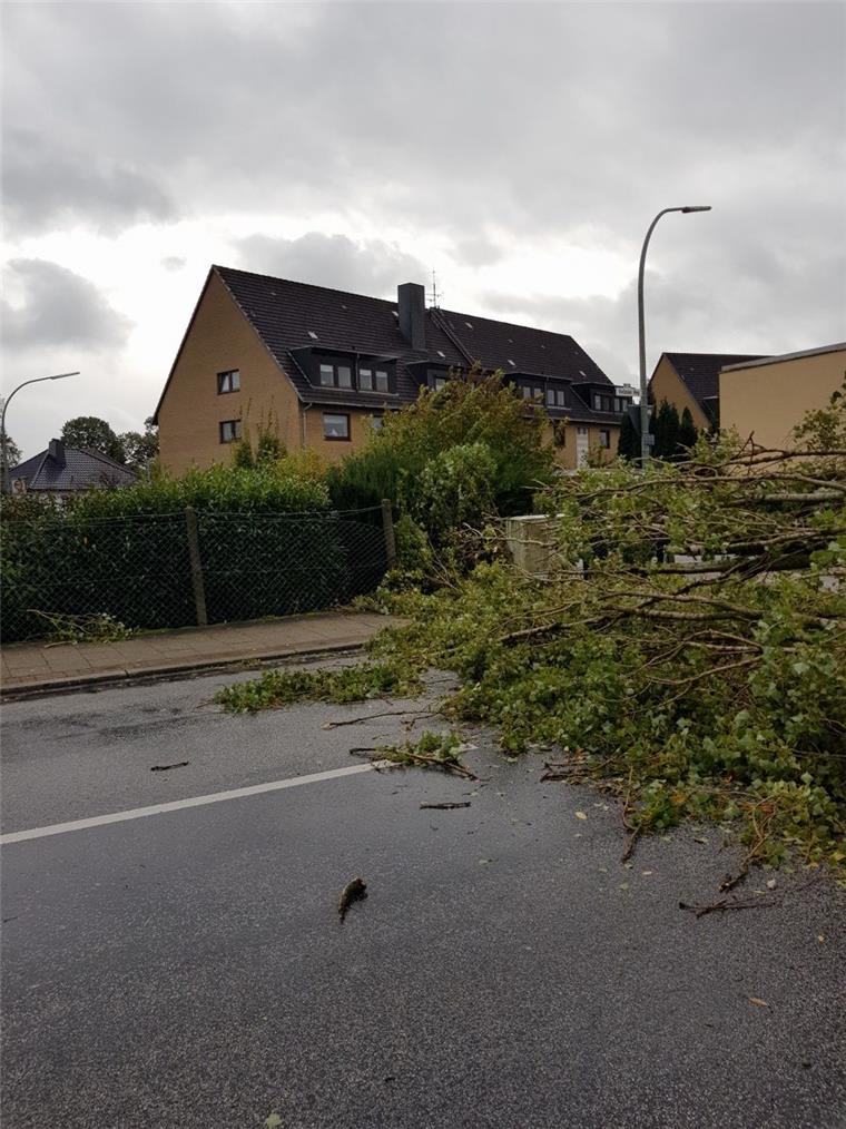 Umgestürzte Bäume, Dach abgedeckt: Sturm Xavier wütet in Bremerhaven und umzu