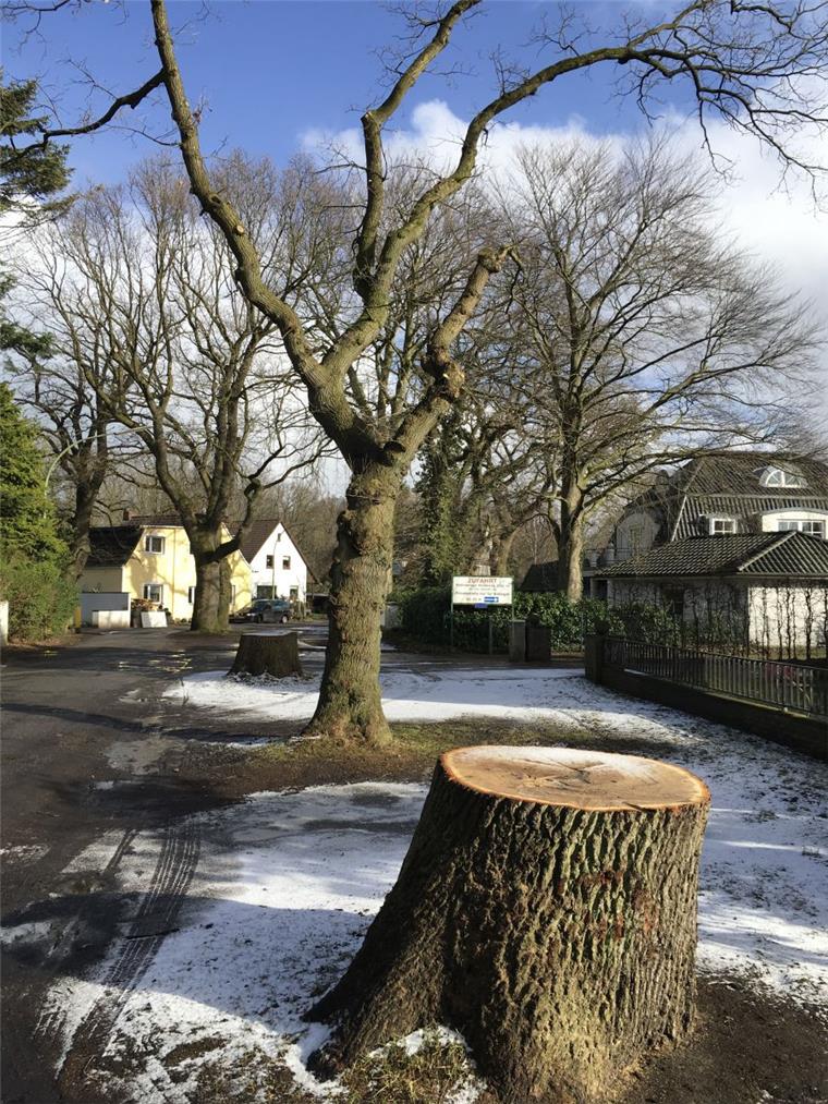 In Bremerhaven-Leherheide müssen alte Eichen sterben In Bremerhaven-Leherheide müssen alte Eichen sterben