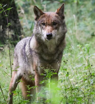 War es wieder der Wolf? Tote Milchkuh auf Weide in Langen gefunden