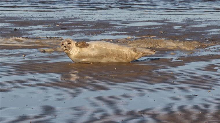 Süßer Besuch in Cuxhaven: Seehund am Döser Strand