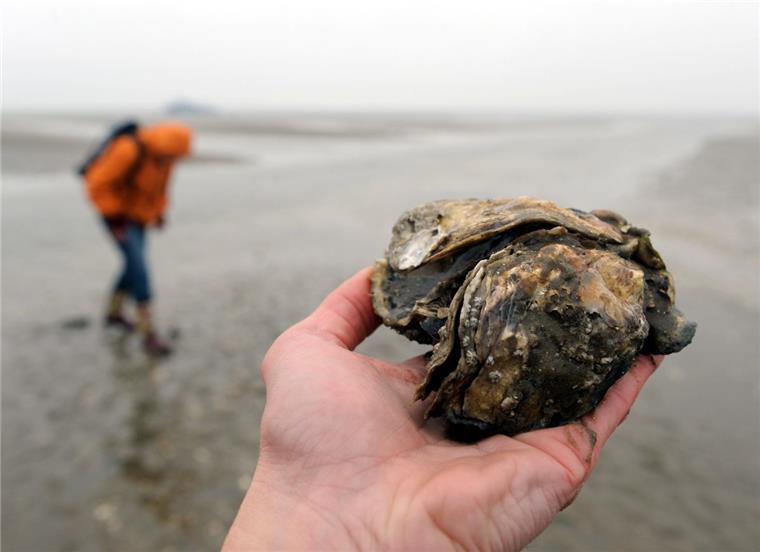 10 Dinge, die ihr beim Wattwandern beachten solltet