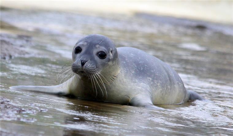 10 Dinge, die ihr beim Wattwandern beachten solltet