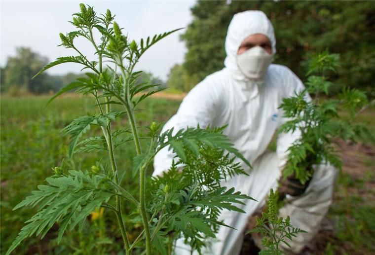 Saison ist nicht vorbei - Jetzt fliegen die aggressiven Pollen der Ambrosia Mit Schutzanzug, Handschuhen und Feinstaubmaske ausgerüstet beseitigt ein angehender Forstwirt Ambrosiapflanzen.