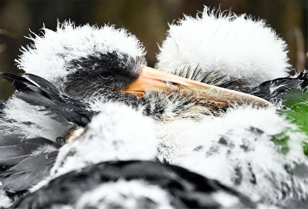 Artenschutz zeigt Wirkung: Bedrohter Vogel vermehrt sich wieder Schwarzstorch-Küken liegen in ihrem Nest im Zoo.