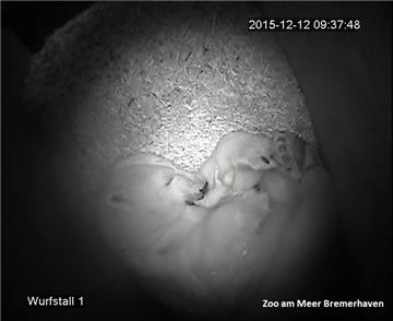 Noch ein Eisbären-Baby  im Zoo am Meer