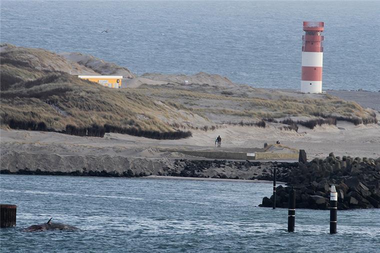 Vor Helgoland sind zwei tote Pottwale gestrandet.