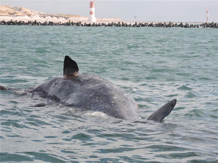 Vor Helgoland sind zwei tote Pottwale gestrandet.