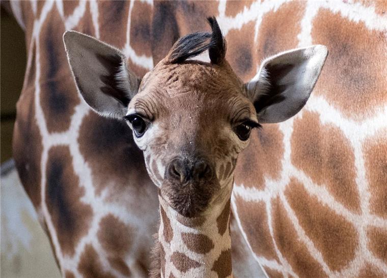 Valentinstag: Das Liebesleben der Tiere Valentinstag: Das Liebesleben der Tiere