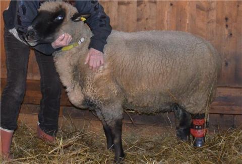 Happy-End für Berthold: Eine hochmoderne Karbon-Prothese hat dem Schwarzkopfbock wieder auf die Hufe geholfen. Birgitt Schneider ist überglücklich über die enorme Hilfsbereitschaft und die vielen Spenden, die für ihre Tiere eingegangen sind.