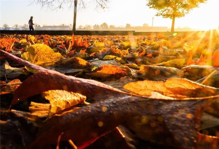Goldenener Herbst in Niedersachsen und Bremen – Sturm droht am Wochenende Ein Mann steht zwischen herbstlich verfärbten Laub.