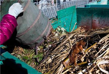 Eine Frau entleert Grünschnitt aus einem Falteimer in einen Container