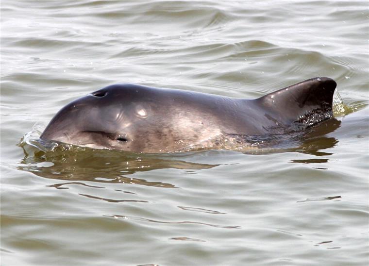 Das solltet ihr beachten, wenn ihr Schweinswale in der Weser seht Bisher sind erst wenige Sichtungen von Schweinswalen in der Weser gemeldet worden, aber vielleicht tut sich noch was.