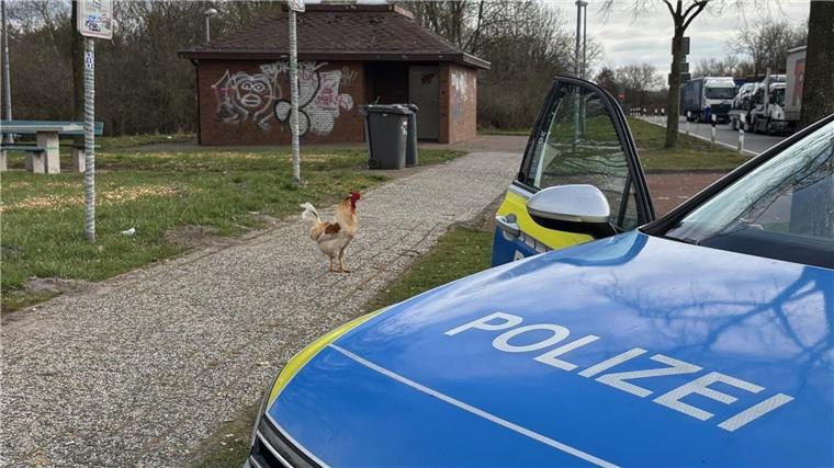 Hahn Hermann lebt auf einem Autobahnrastplatz Bisher stellte Hahn Hermann keine Gefahr für den Straßenverkehr dar.