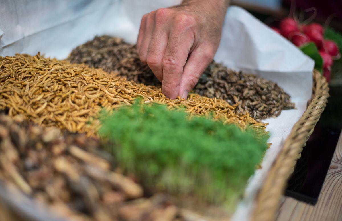 Klimahaus Bremerhaven: Hier kommen zum Essen Insekten auf den Tisch Bitte zugreifen und probieren: Gefriergetrocknete Mehlwürmer (Mitte) liegen im Korb, „zum Aufwärmen“ gibt es noch Heuschrecken und Fliegen im Klimahaus Bremerhaven.