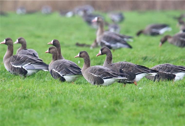 Butjadingen: So können Vogelkundler etwas für die Wissenschaft tun Blässgänse hinter dem Deich am Eckwarder Spieker: Vor allem Enten und Gänse können im Januar in Butjadingen beobachtet werden.