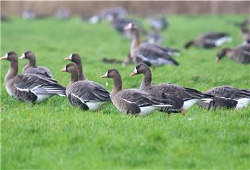 Blässgänse hinter dem Deich am Eckwarder Spieker: Vor allem Enten und Gänse können im Januar in Butjadingen beobachtet werden.