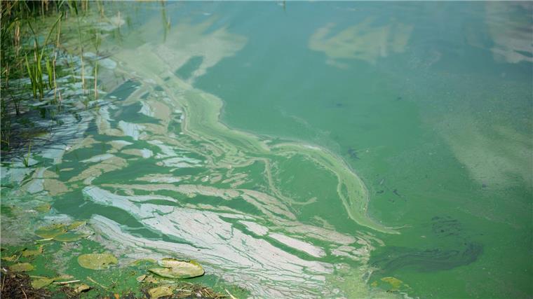 Blaualgen in stehenden Gewässern sind im Sommer keine Seltenheit. (Archivbild)