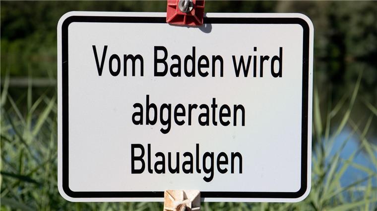 Blaualgen können allergische Reaktionen auslösen. (Symbolbild)