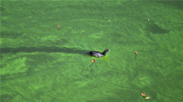 Blaualgen-Warnung für zwei Seen in Hannover Blaualgen können unter anderem die Haut reizen oder Atemnot auslösen. (Illustration)