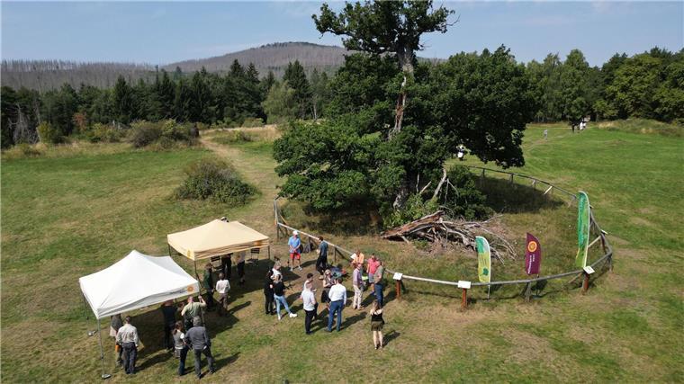 Blick auf die 500 Jahre alte Hohne-Eiche in Drei-Annen-Hohne während der Feierstunde zur Auszeichnung. 