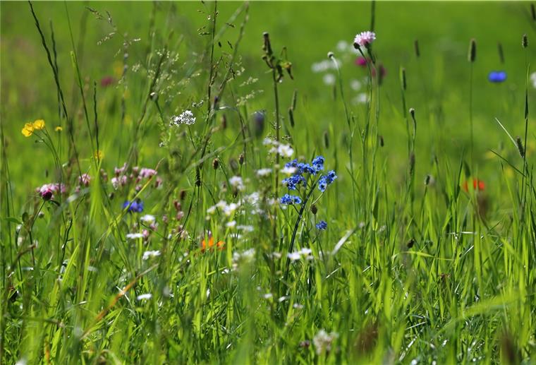 Service: Expertentelefon zum Thema naturgemäße Gartenpflege Blick auf eine Wildblumen-Wiese.