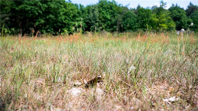 Höchste Waldbrandgefahr in drei Landkreisen in Niedersachsen Blick auf einen trockenen Boden in einem Wald.