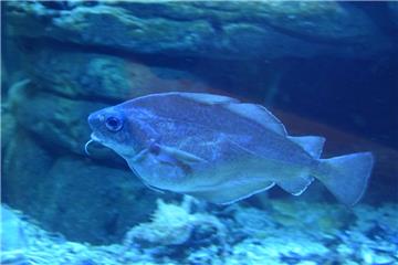 Blick durch die Scheibe des Aquariums.