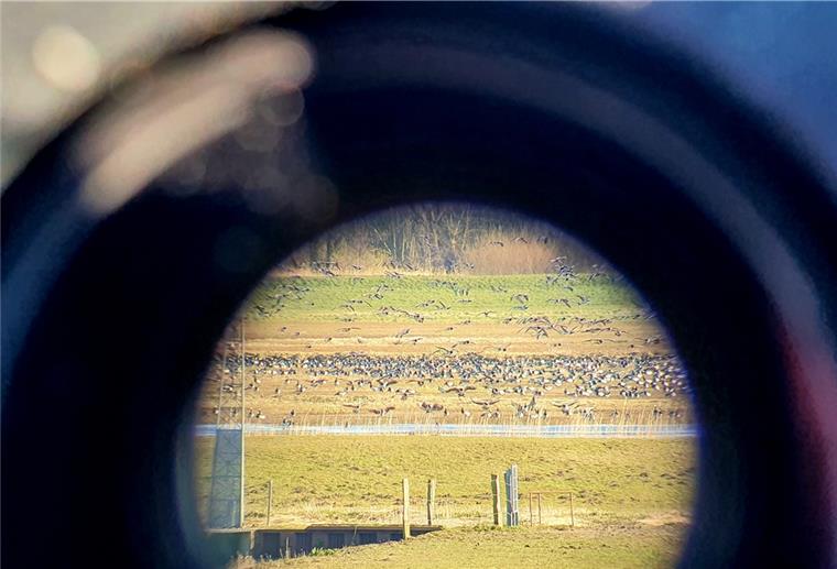 Bremerhaven: Vögel zählen auf der Luneplate Blick durchs Spektiv: Das EU-Vogelschutzgebiet „Luneplate“ hat herausragende Bedeutung als Rastgebiet für nordische Gänse, Schwäne und Watvögel.