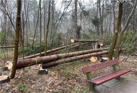 Blick in den Bürgerpark: Sieht ein bisschen nach Kahlschlag aus.
