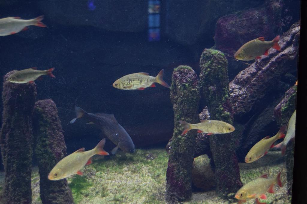 Blick ins Nordsee-Aquarium.
